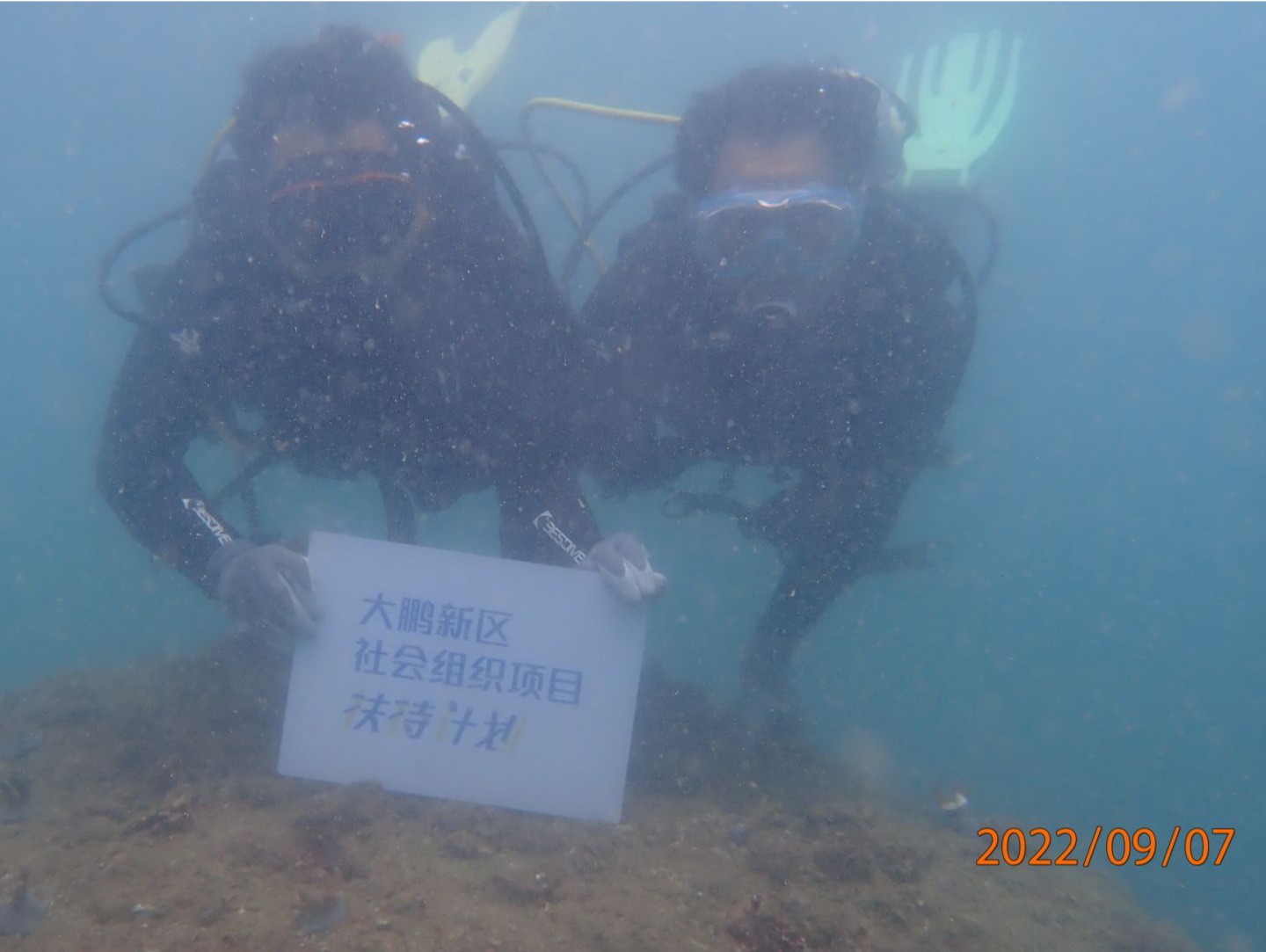 1000株珊瑚苗将安家深圳大澳湾