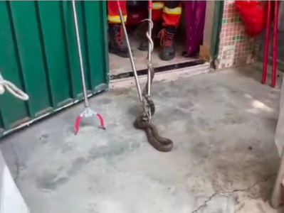 有蛇溜进居民家，深圳消防将其“捉拿归案”