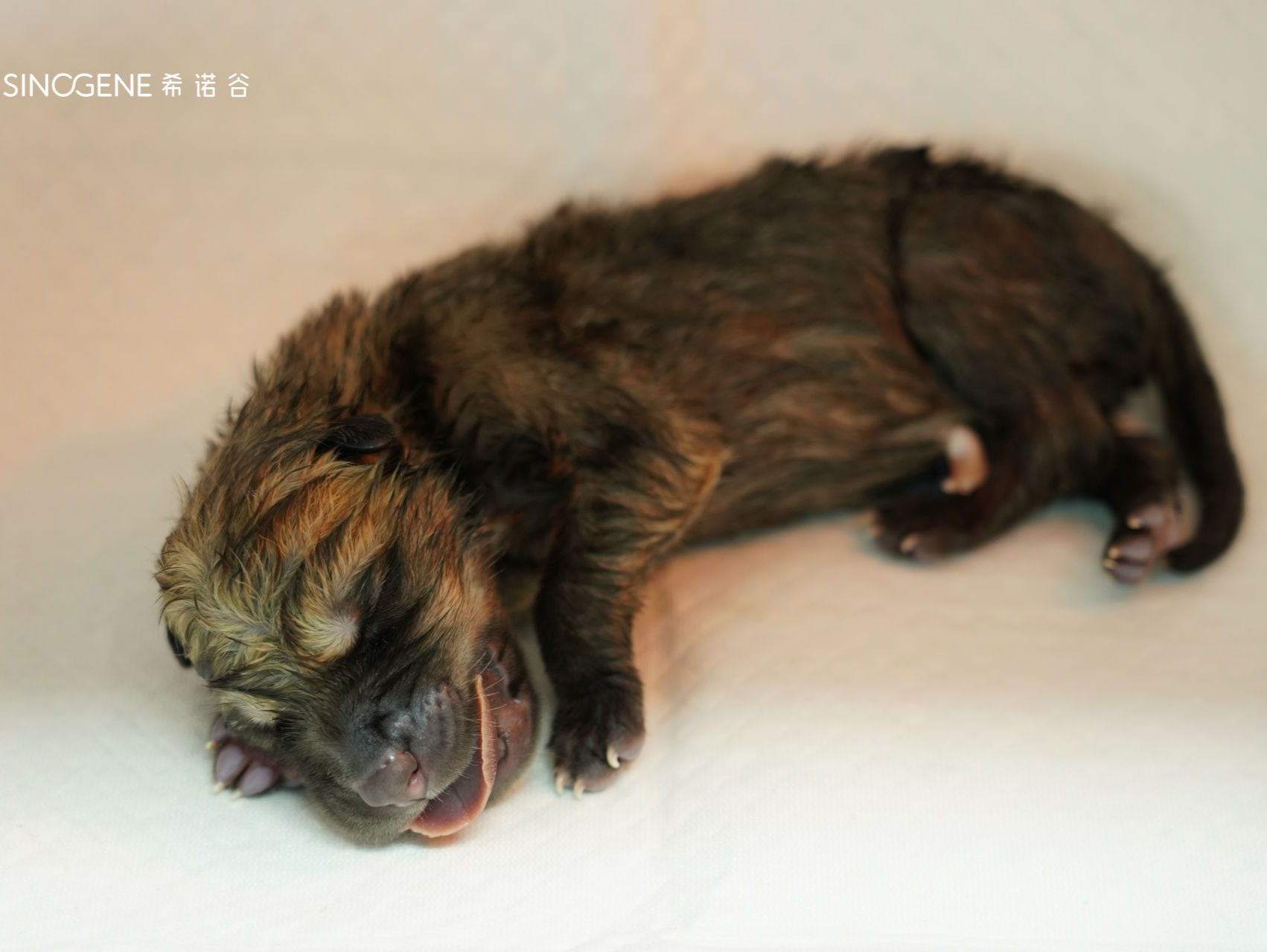 世界第二只克隆北极狼“哈尔”在江苏出生