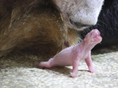 秦岭大熊猫“安安”首次产崽 幼崽发育良好