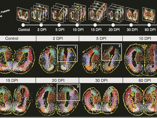 探究“六角恐龙”脑再生秘密 华大构建全球首个脑再生时空图谱