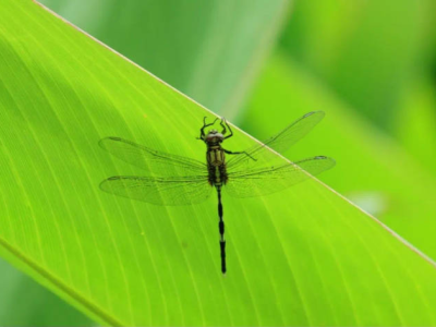 发现中国新纪录！广州海珠湿地昆虫图谱再刷新