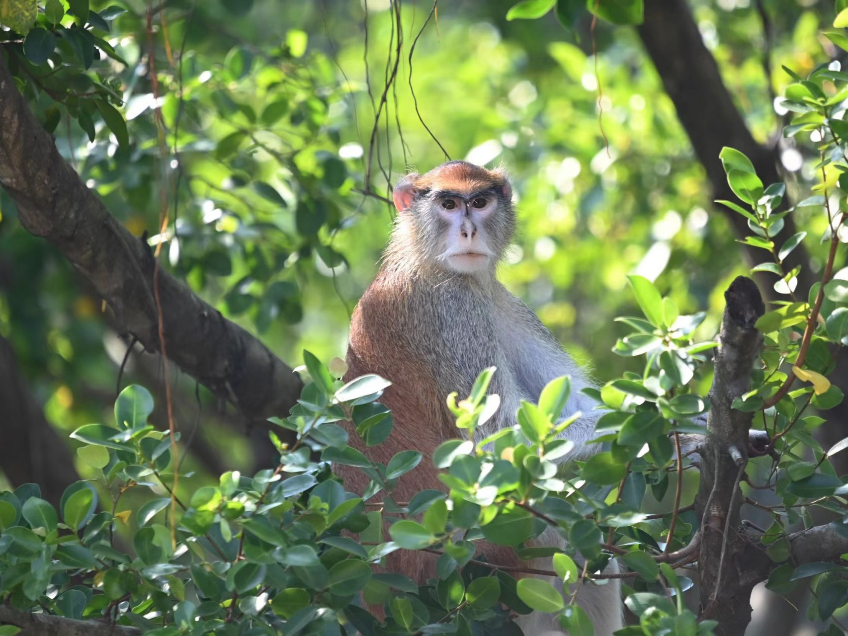 搬家啦！深圳野生动物园赤猴家族“乔迁新居”
