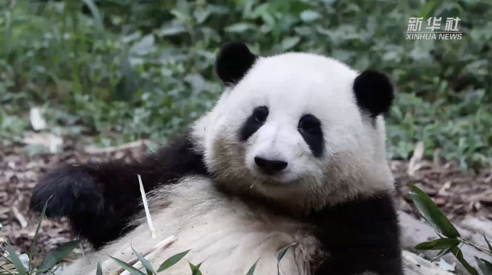 成都大熊猫繁育研究基地恢复开园