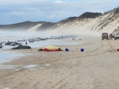 澳大利亚塔斯马尼亚州附近海滩约230头鲸搁浅