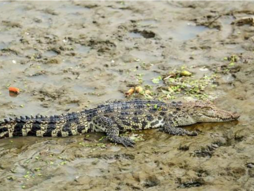 上海农业农村委回应黄浦江出现鳄鱼：或为放生的暹罗鳄，正捕捉