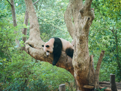 大陆赠台大熊猫“团团”脑部出现病变