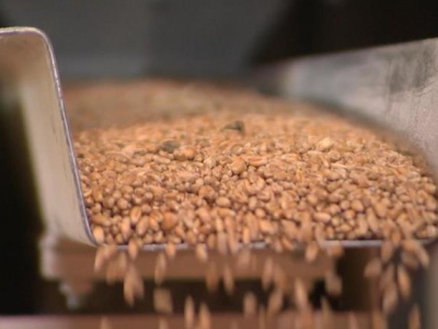 白俄罗斯将谷物出口禁令再延长6个月