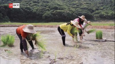 西丽“都市农场”首次进行巨人稻三季种植实验