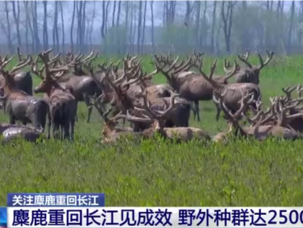 先进技术助力 麋鹿重回长江已见成效！野外种群达2500头