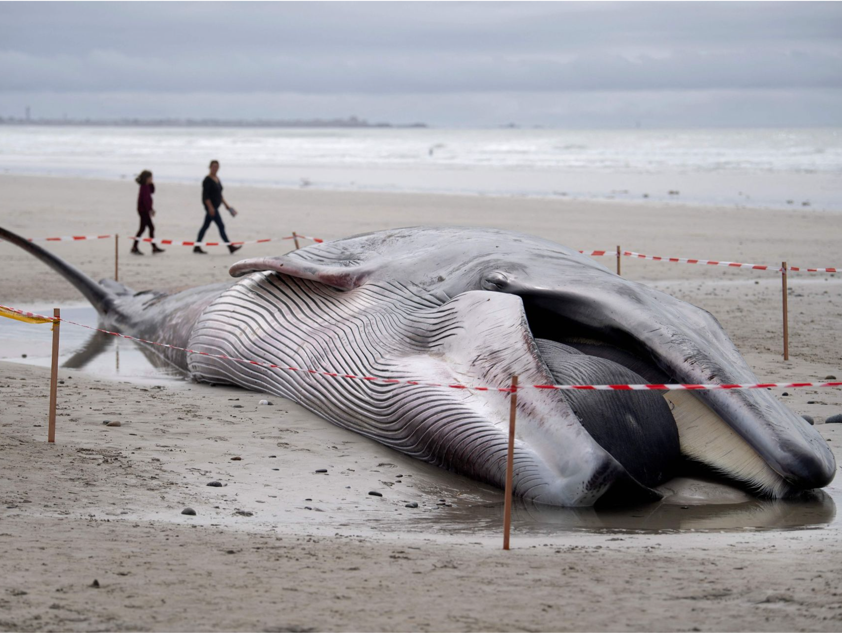 仅35头存活！230头鲸搁浅澳大利亚塔斯马尼亚州西海岸