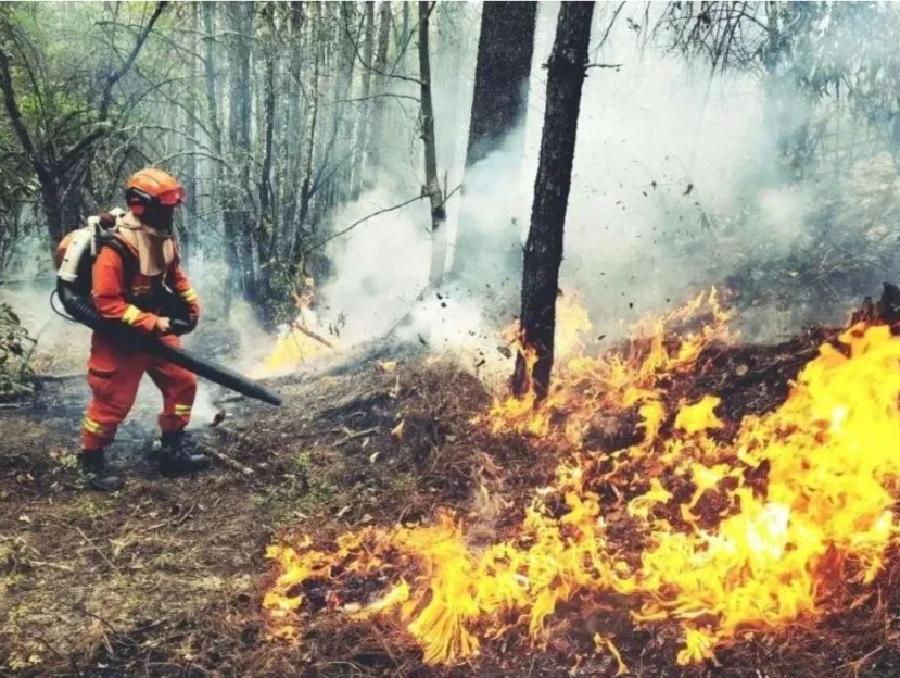 超3万起！巴西亚马孙雨林8月火灾数创12年纪录