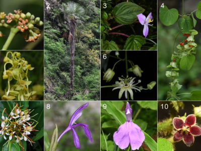 西藏植物新发现：8个中国新记录种、1个西藏新记录属