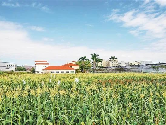 坪山助力绘就乡村振兴新画卷