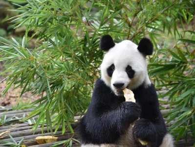 深圳野生动物园国庆假期推出“国宝动物节”