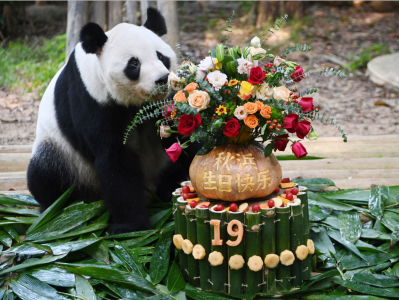 深圳野生动物园举办“海归”大熊猫“秋浜”19岁生日会