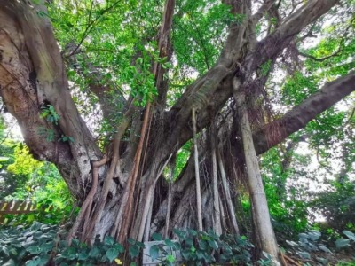 百年以上古榕37棵！东莞中堂这个村将打造古树主题景观区