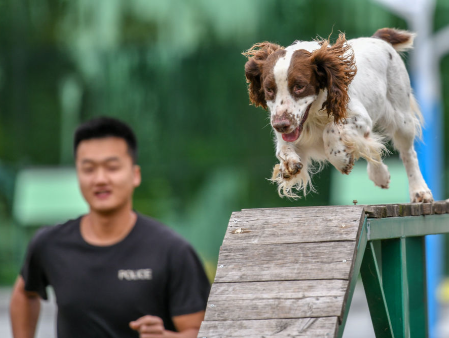 来看警犬“汪汪队”日常：搬新家 训练忙
