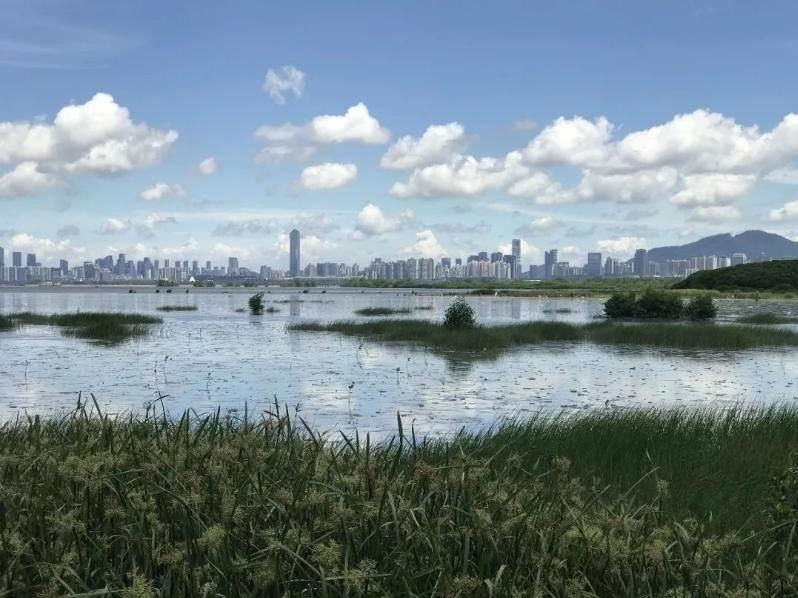 与深圳隔湾相望，这里有片全球候鸟乐园国际重要湿地