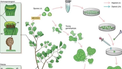 深圳科研团队：首个铁线蕨基因组揭示真叶植物起源和种子演化等分子机制