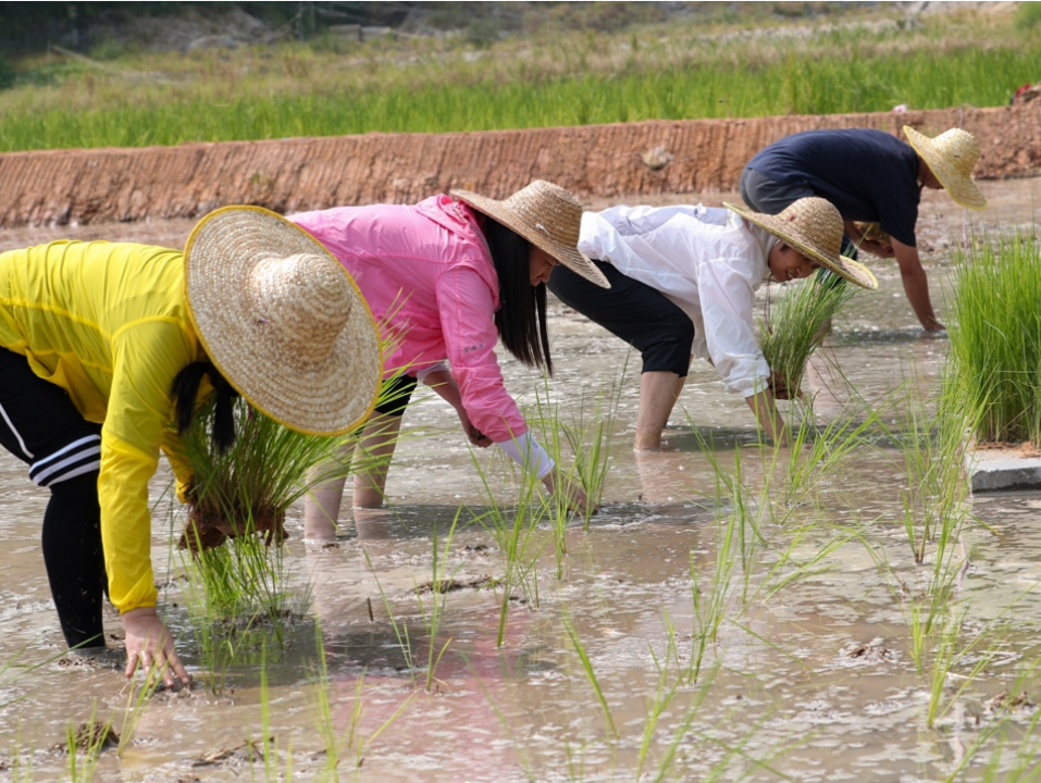 袁隆平团队提供稻种，西丽“都市农场”首次进行巨人稻三季种植实验
