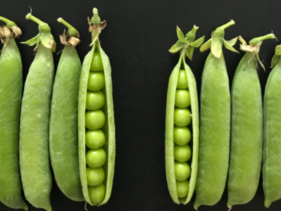 我国牵头完成高质量豌豆参考基因组和泛基因组解析