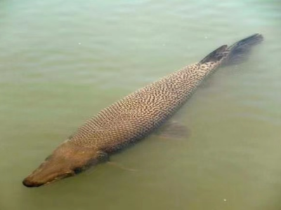 38斤“怪鱼”被捕获！深圳居民区再现鳄雀鳝