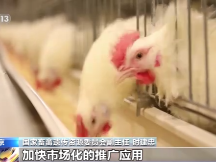 农业农村部：加速推进白羽肉鸡自主培育品种推广应用