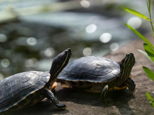 贵州发布巴西龟等4种入侵物种防治指引：杜绝放生到自然水域
