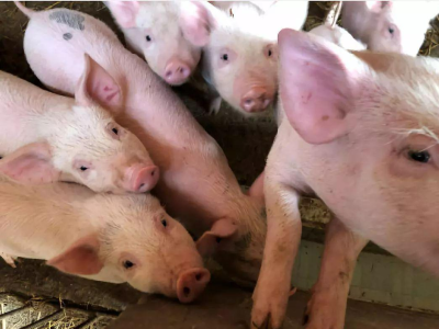 江门市计划向市场投放不超过200吨政府储备冻猪肉