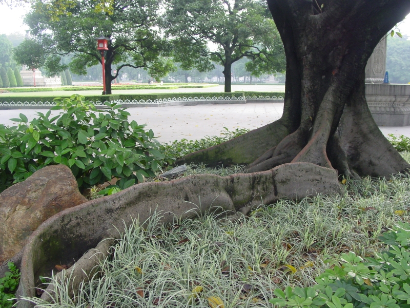 广州：中山纪念堂再有4株大树被认定为三级古树