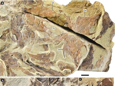 4.4亿年前鱼类化石，揭开生命演化奥秘