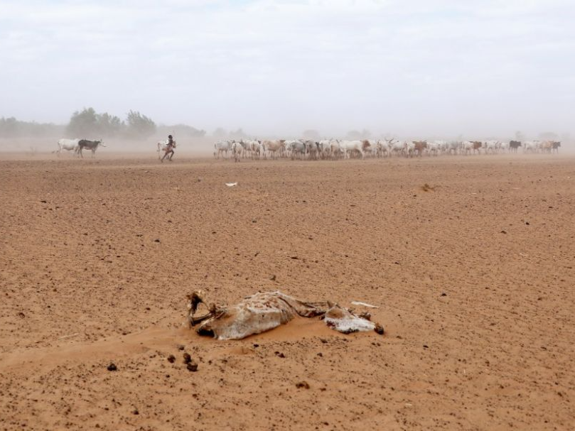 极度干旱危及肯尼亚野生动物
