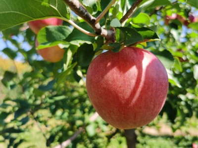 好打理+产量高 黑龙江省牡丹江市的寒地富硒苹果助力农户致富