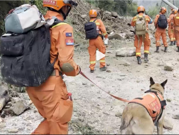 搜救犬在地震搜救中徒步近100公里