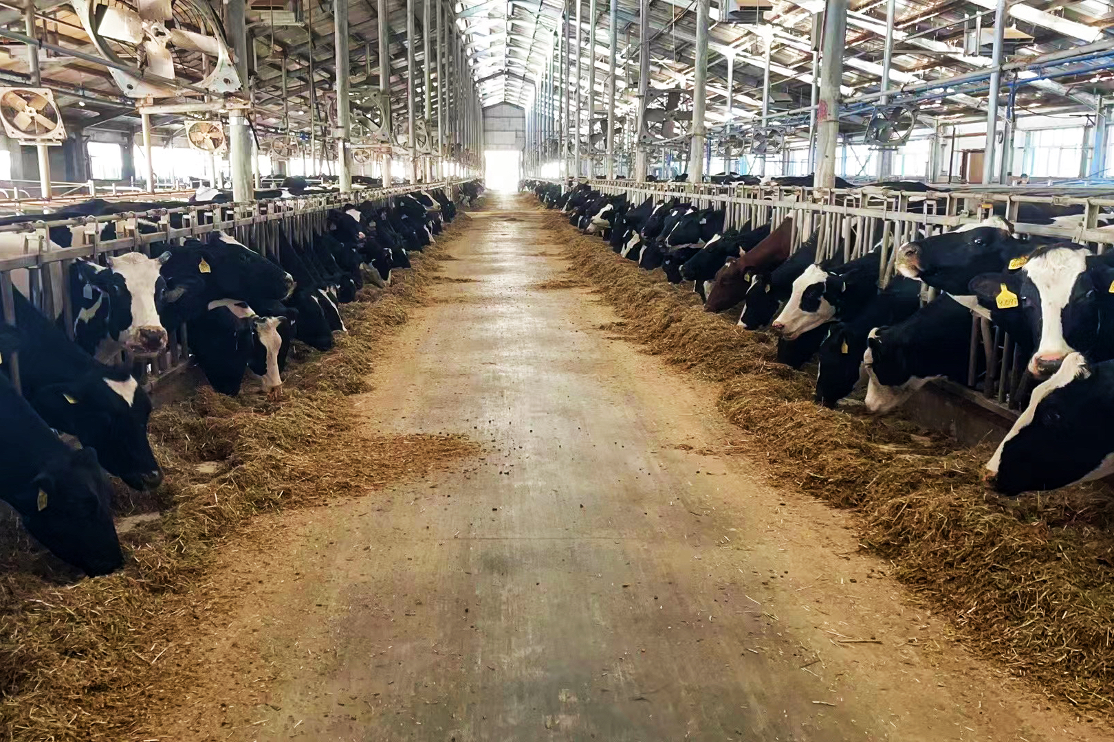  种养循环！养殖场畜禽粪变优质肥还田