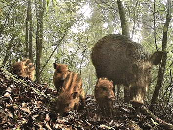 一场山林里的特殊较量：广东探索防控野生动物危害的科学路径