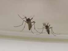 国家卫健委答复“全面消灭蚊子”建议：将探索经济适用蚊虫防控技术