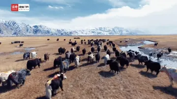 深圳援疆改良喀什塔县牦牛品种 打造 “帕米尔牦牛”品牌
