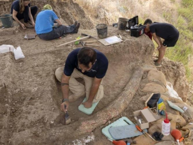 以色列出土50万年前完整象牙