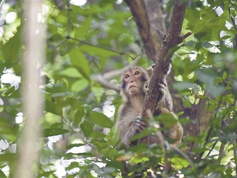 东莞：大岭山森林公园首次发现猕猴