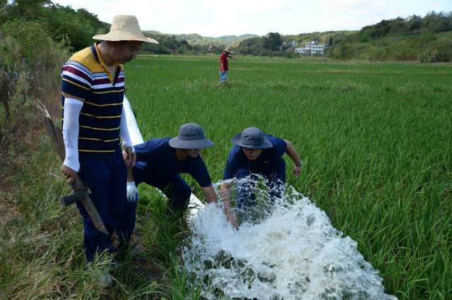 2022年8月21日 高温干旱下为稻田送来“救命水” 河水通过管道，涌进稻田（新华社8月20日摄）。