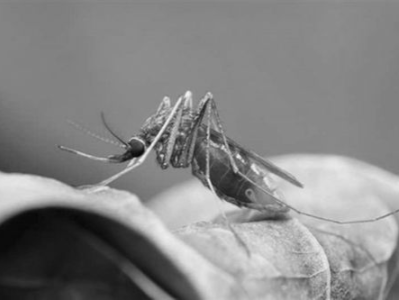 科学家培育出不传播疟疾的蚊子：关键方法是“基因驱动”
