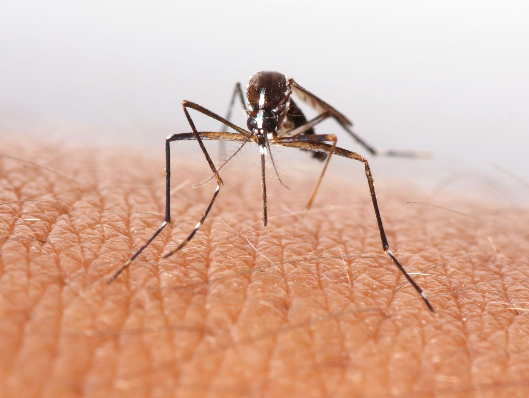 蚊子能全面消灭吗？专家：有效控制种群数量更科学