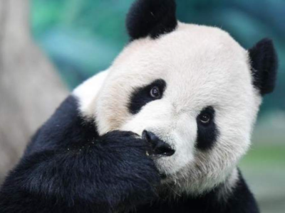 大陆赠台大熊猫团团身体状况稳定，网友集体送祝福