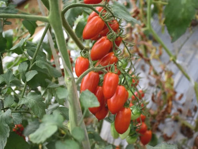 小番茄大丰收！珠海助力贵州遵义道真做大做强现代农业产业