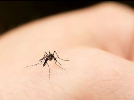 中疾控专家：目前科技手段还不能消灭蚊子，疟疾输入后会引起再传播风险