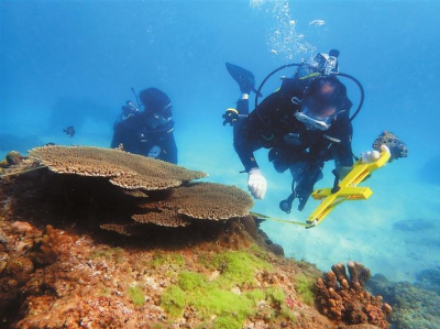 下海修复珊瑚超15公顷！“海中守林人”呵护深圳海底绚丽珊瑚世界