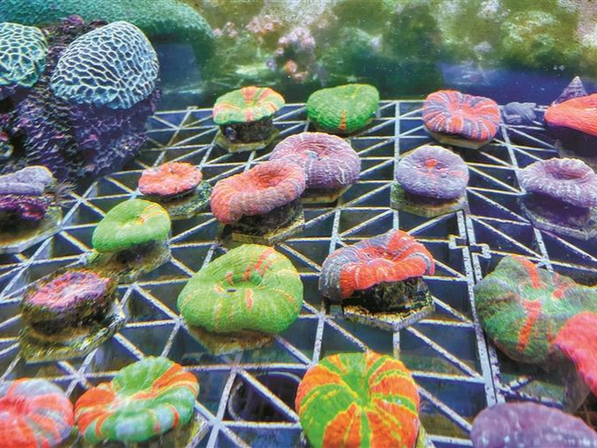 深圳大鹏珊瑚种质资源库国内最大种类最全