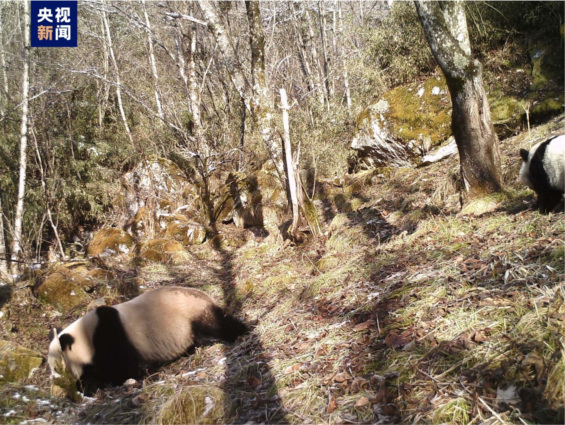陕西太白山拍到野生大熊猫母子同框画面